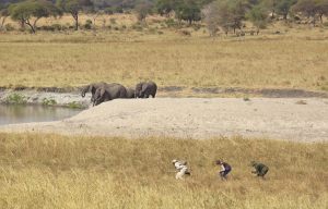 Asila-Africa-Oliver´s-Camp0015