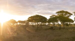 Asila-Africa-Oliver´s-Camp0026
